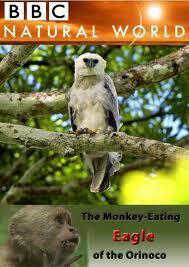Subtitrare BBC - Natural World - The Monkey-Eating Eagle of the Orinoco (2010) -PDTV
